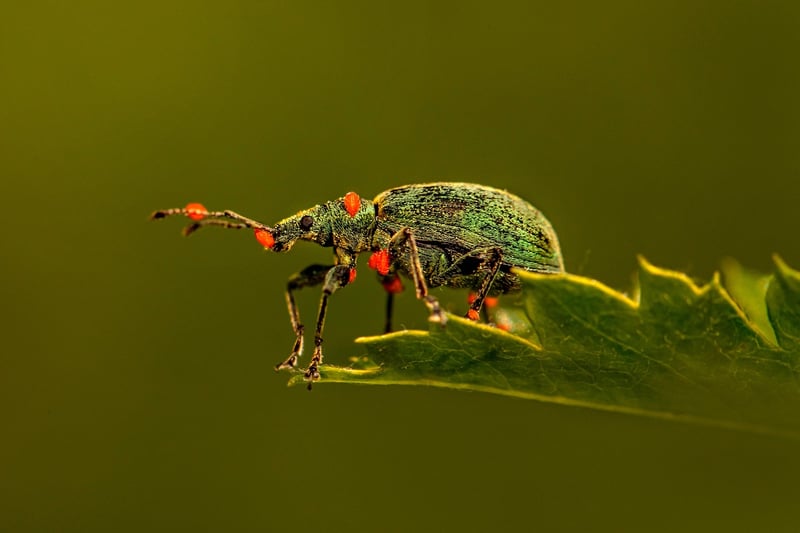 Common Houseplant Pests