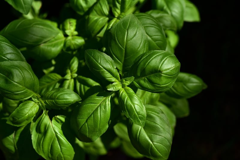 Herb Garden How-To
