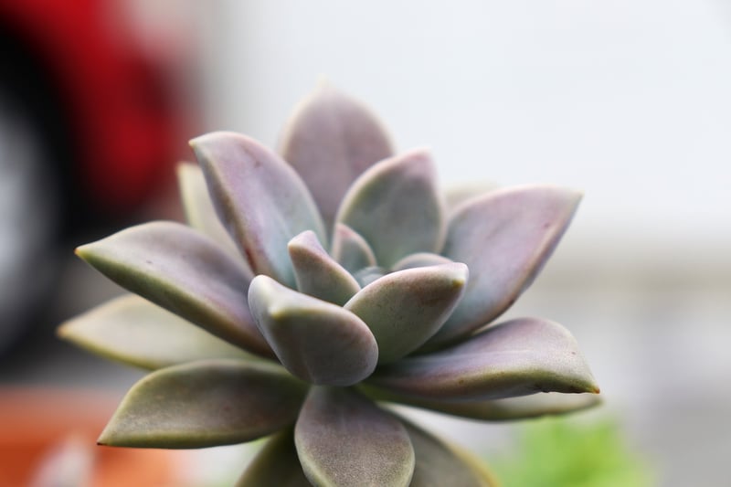 Indoor Plant Care